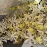 Aeridachnis Bogor, Orchid