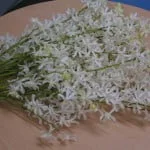 Aeridachnis Bogor, Orchid