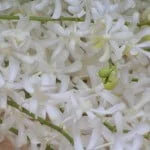 Aeridachnis Bogor, Orchid
