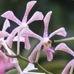 Aranda Hilda Galistan