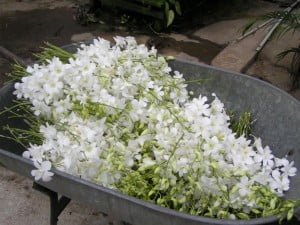 Fresh Dendrobium Snow White harvested..