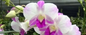 dendrobium-lady-pink