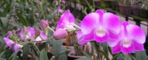 dendrobium-singapore-girl-orchid