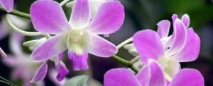 dendrobium-toh-pink