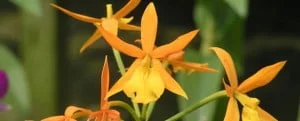 epidendrum-rong-wong