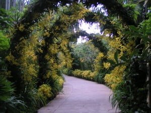 The Golden Shower Arch in National Orchid Garden..