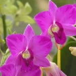 Dendrobium Red Glory Splash Mutation, orchid