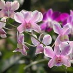 Dendrobium Shavin White Splash Mutation, orchid