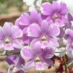 Dendrobium Fairy Splash mutation, orchid
