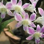 Dendrobium Lucian Pink Splash Mutation, orchid