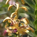 Dendrobium Spatulata Hybrid, orchid