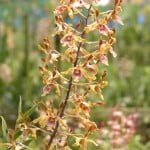 Dendrobium Spatulata, orchid