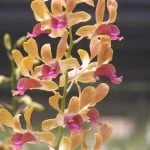 Dendrobium Spatulata Hybrid, orchid