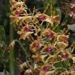 Dendrobium Spatulata, orchid