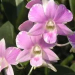 Dendrobium Uki Splash Mutation, orchid