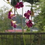 Dendrobium Red Bull Mutation, orchid