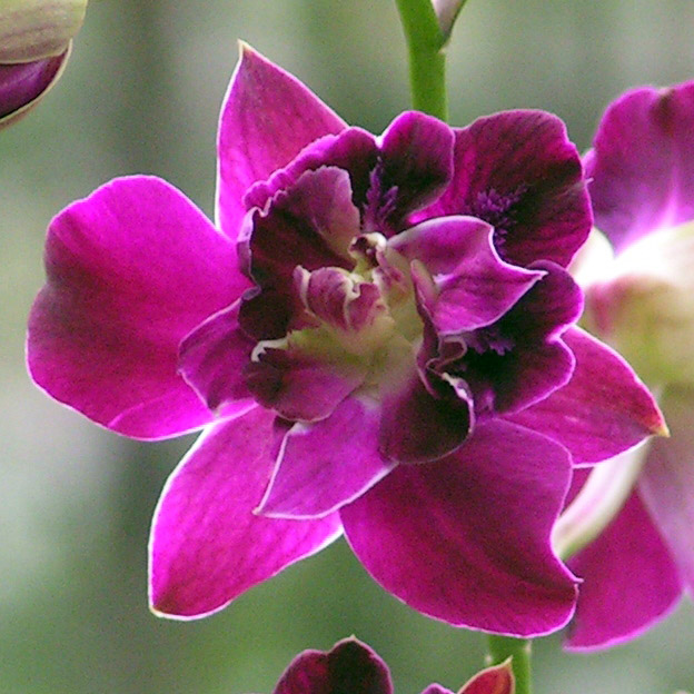 Petal Fusion - Toh Garden: Singapore Orchid Plant & Flower Grower