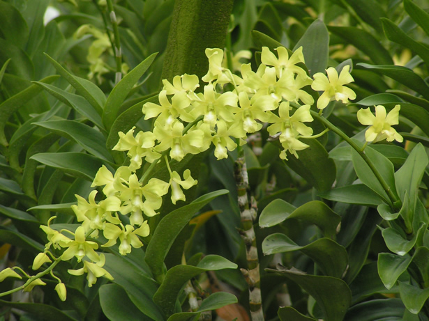 Dendrobium Singapore Scouts