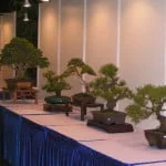 Bonsai Competition