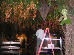 Orchids secured to the ceiling