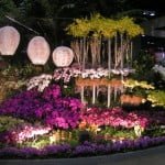 Taiwan's Orchid Display