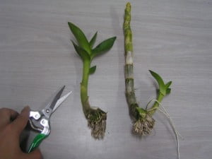 Dendrobium Orchid keikis detached from parent stem