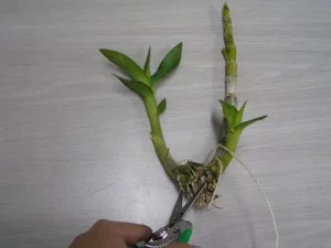 Dendrobium Orchid keikis with parent stems