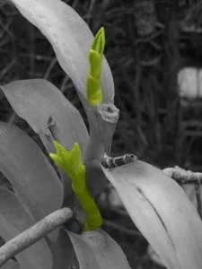 Mokara orchid plant with Keikis closeup