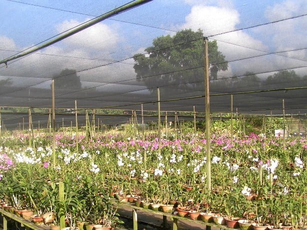 Dendrobium - Toh Garden: Singapore Orchid Plant & Flower Grower