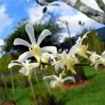 Aeridachnis Bogor 'Apple Blossoms'