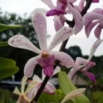 Arachnostylis Chorchalood