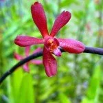 Aranthera Lilliput