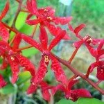 Renanthera Singaporeans