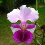 Vanda Amy