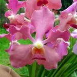 Vanda Blue Moon 'Pink'