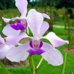 Vanda Coerulean Prince