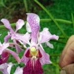 Vanda MME 'Profusion'