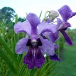 Vanda Mandai Poppet