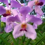 Vanda Mandai Roy