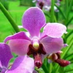 Vanda Pertamborean