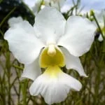 Vanda PoePoe 'Diana'