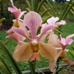 Vanda Roberta Chun