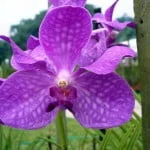 Vanda Melanie Coronado