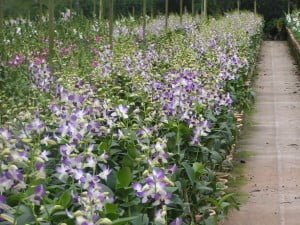 Dendrobium Aridang Blue in a row