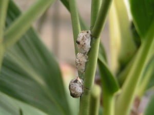 Moult left behind by emerging butterflies on orchid stem