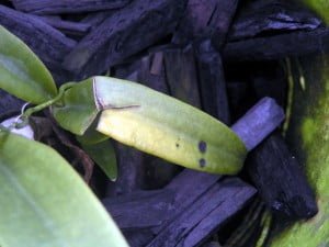 Mechanical damage to orchid leaf due to pet movement