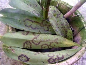 Infected orchid leaves pulled off