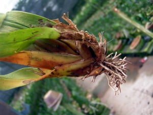 Basal root rot