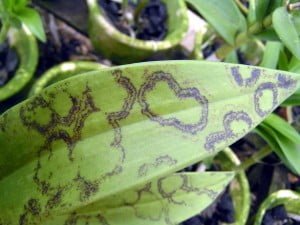 Dendrobium Ringspot Virus