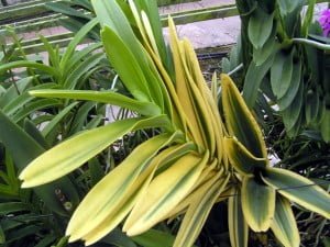 Mutated mokara orchid with variegated leaves